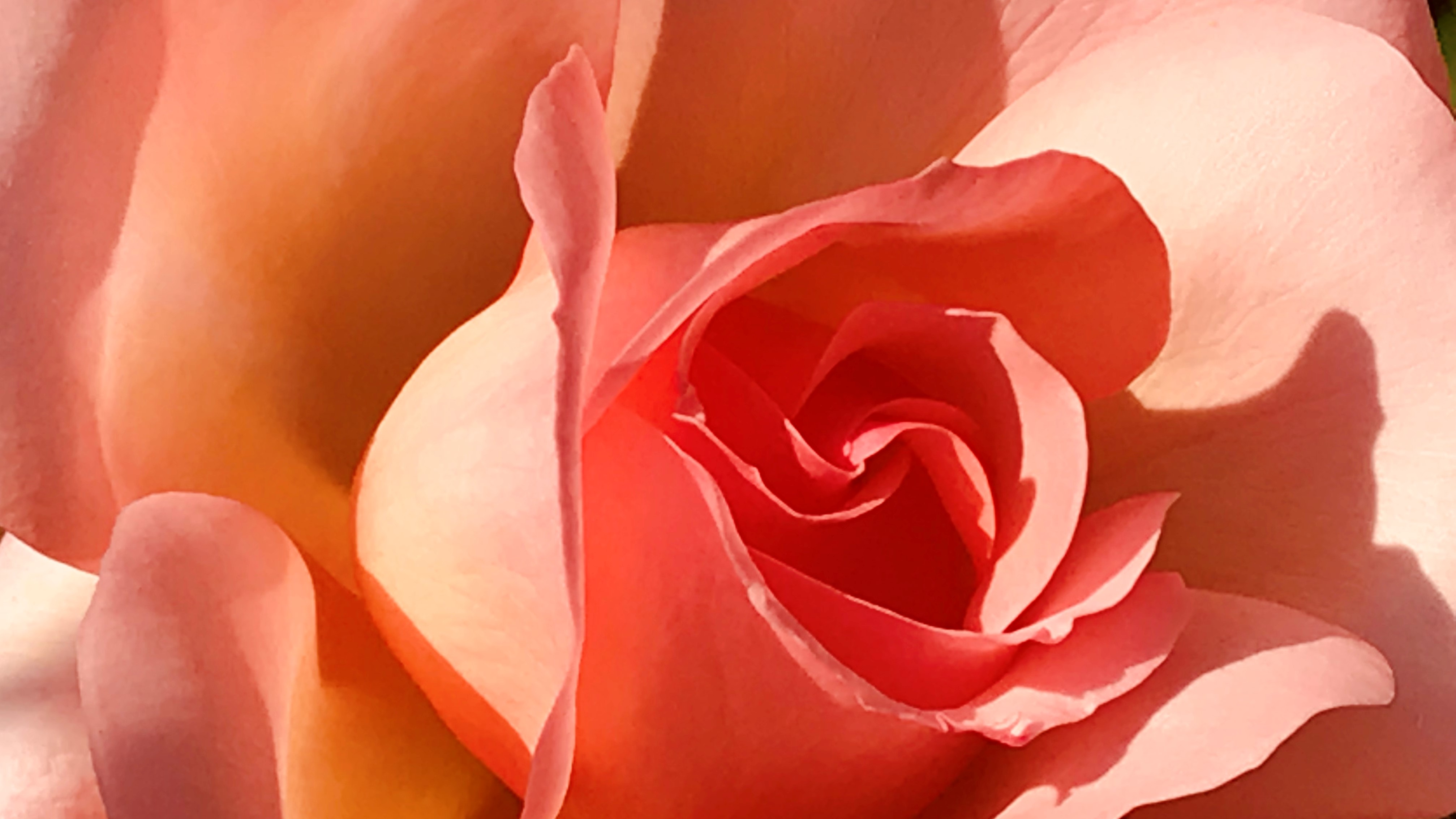 FLOWER 2